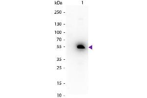 Western blot of Peroxidase conjugated Rabbit Anti-Mouse IgG1 (Gamma 1 chain) secondary antibody. (Lapin anti-Souris IgG1 (Heavy Chain) Anticorps (HRP))