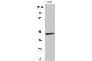 Western Blotting (WB) image for anti-E2F4/E2F5 (E2F4/5) (Internal Region) antibody (ABIN3184380) (E2F4/E2F5 (E2F4/5) (Internal Region) anticorps)