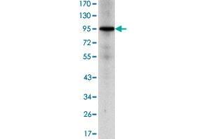 Western blot analysis using NR3C1 monoclonal antibody, clone 6E6  against HeLa cell lysate. (Glucocorticoid Receptor anticorps)