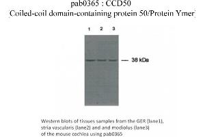 anti-Coiled-Coil Domain Containing 50 (CCDC50) (C-Term) antibody
