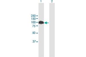 Western Blot analysis of SRPK1 expression in transfected 293T cell line by SRPK1 MaxPab polyclonal antibody. (SRPK1 anticorps  (AA 1-655))