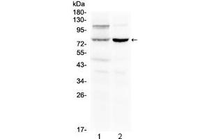 Western blot testing of 1) rat liver and 2) mouse kidney lysate with Dishevelled 2 antibody at 0. (DVL2 anticorps  (AA 35-64))