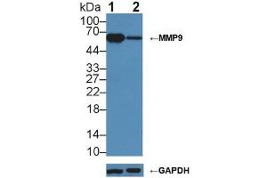 Western blot analysis of (1) Wild-type Jurkat cell lysate, and (2) MMP9 knockout Jurkat cell lysate, using Rabbit Anti-Mouse MMP9 Antibody (1 µg/ml) and HRP-conjugated Goat Anti-Mouse antibody ( (MMP 9 anticorps  (AA 225-390))