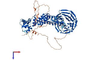 AlphaFold protein structure predicition of Mouse Recombinant Klhl1 Protein, UniprotID Q9JI74