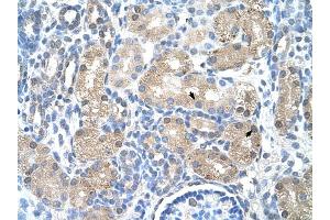UROD antibody was used for immunohistochemistry at a concentration of 4-8 ug/ml to stain Epithelial cells of renal tubule (arrows) in Human Kidney. (UROD anticorps  (N-Term))