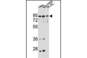 Western blot analysis of IT Antibody (Center) (ABIN389477 and ABIN2839539) in Hela, NCI-, CEM cell line lysates (35 μg/lane). (IMMT anticorps  (AA 438-467))