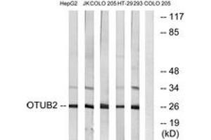 Western blot analysis of extracts from COLO/HepG2/Jurkat/293/HT-29 cells, using OTUB2 Antibody. (OTUB2 anticorps  (AA 133-182))
