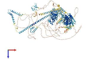 AlphaFold protein structure predicition of Human Recombinant SMARCA2 Protein, UniprotID P51531