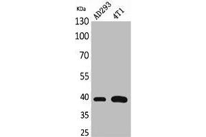 Western Blot analysis of AD293, 4T1 cells using Troponin T-C Polyclonal Antibody. (Cardiac Troponin T2 anticorps  (Internal Region))