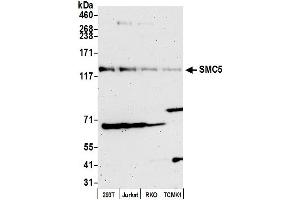 anti-Structural Maintenance of Chromosomes 5 (SMC5) (C-Term) antibody