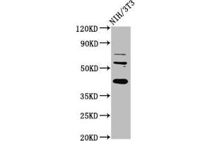 Western Blot Positive WB detected in: NIH/3T3 whole cell lysate All lanes: RBFOX2 antibody at 6 μg/mL Secondary Goat polyclonal to rabbit IgG at 1/50000 dilution Predicted band size: 42, 41, 38, 40, 48, 44 kDa Observed band size: 42 kDa (RBM9 anticorps  (AA 8-110))