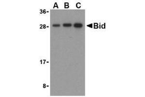 Western blot analysis of Bid in mouse lung cell lysates with AP30147PU-N Bid antibody at (A) 0. (BID anticorps  (C-Term))