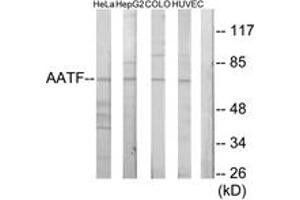 Western blot analysis of extracts from HeLa cells/HepG2 cells/COLO205 cells/HuvEc cells, using AATF Antibody. (AATF anticorps  (AA 10-59))