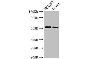 Western Blot Positive WB detected in: HEK293 whole cell lysate, Rat liver tissue All lanes: IFIT2 antibody at 3 μg/mL Secondary Goat polyclonal to rabbit IgG at 1/50000 dilution Predicted band size: 55 kDa Observed band size: 55 kDa (IFIT2 anticorps  (AA 130-265))