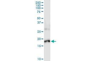Immunoprecipitation of IL17F transfected lysate using anti-IL17F MaxPab rabbit polyclonal antibody and Protein A Magnetic Bead , and immunoblotted with IL17F purified MaxPab mouse polyclonal antibody (B01P) .