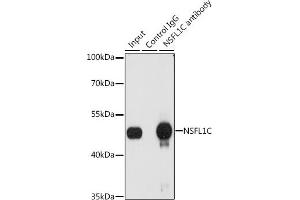 Immunoprecipitation analysis of 200 μg extracts of A-549 cells, using 3 μg NSFL1C antibody (ABIN6131003, ABIN6144873, ABIN6144874 and ABIN6222382). (NSFL1C anticorps  (AA 1-185))