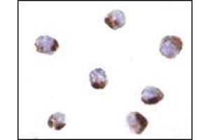 Immunocytochemistry of PHAP in Raji cells with this product at 1 μg/ml.