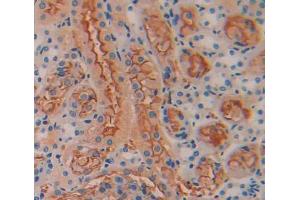 IHC-P analysis of Mouse Tissue, with DAB staining. (TGM1 anticorps  (AA 337-607))