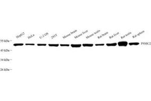 Western blot analysis of MSS1 (ABIN7075218),at dilution of 1: 2000 (PSMC2 anticorps)