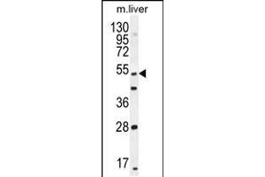 Western blot analysis in mouse liver tissue lysates (35ug/lane). (THEMIS anticorps  (C-Term))
