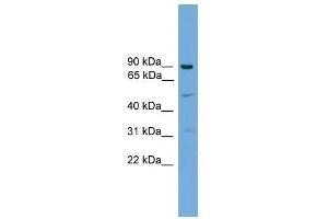 L3MBTL3 antibody used at 0. (L3MBTL3 anticorps  (N-Term))