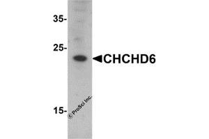 Western Blotting (WB) image for anti-Coiled-Coil-Helix-Coiled-Coil-Helix Domain Containing 6 (CHCHD6) (N-Term) antibody (ABIN1077410) (CHCHD6 anticorps  (N-Term))