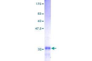 Image no. 1 for G Protein gamma 5 (GNG5) (AA 1-68) protein (GST tag) (ABIN1355395)