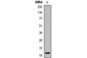 Western blot analysis of Epigen expression in HEK293T (A) whole cell lysates. (Epigen anticorps)