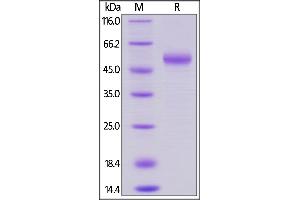 Rhesus macaque OX40 Ligand, Mouse IgG2a Fc Tag, low endotoxin on  under reducing (R) condition.