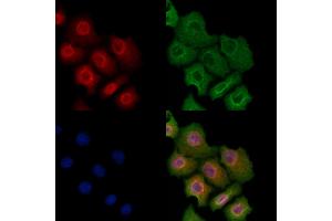 Phospho-A20/TNFAIP3 (Ser381) Antibody staining Hela cells(heat shock treatment) by IF/ICC. (TNFAIP3 anticorps  (pSer381))