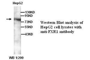 Image no. 1 for anti-Fragile X Mental Retardation, Autosomal Homolog 1 (FXR1) (C-Term) antibody (ABIN790924)