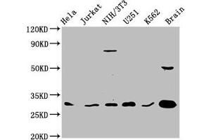 Western Blot Positive WB detected in: Hela whole cell lysate, Jurkat whole cell lysate, NIH/3T3 whole cell lysate, U251 whole cell lysate, K562 whole cell lysate, Rat brain tissue All lanes: YWHAG antibody at 3.