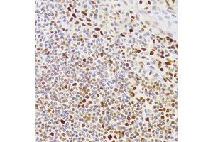 Immunohistochemistry of paraffin-embedded human tonsil using NASP Antibody.