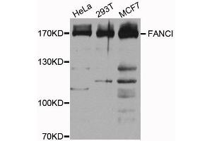 Western blot analysis of extracts of various cells, using FANCI antibody. (FANCI anticorps)