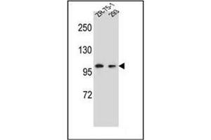 Western blot analysis of GRIP2 Antibody (Center) in ZR-75-1,293 cell line lysates (35ug/lane). (GRIP2 anticorps  (Middle Region))