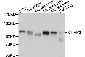 Western blot analysis of extracts of various cell lines, using KIFAP3 antibody (ABIN1873409) at 1:1000 dilution. (KIFAP3 anticorps)