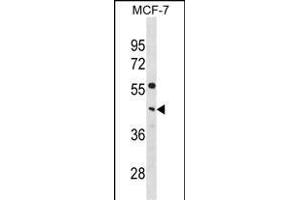 PCYT1A Antibody (C-term) (ABIN1881640 and ABIN2838740) western blot analysis in MCF-7 cell line lysates (35 μg/lane). (PCYT1A anticorps  (C-Term))