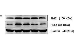 Comparison of Nrf2 and HO-1 protein and mRNA levels in the brains of mice among the groups. (HMOX1 anticorps  (AA 1-288))