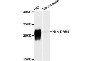 Western blot analysis of extracts of Raji and mouse brain cells, using HLA-DRB4 antibody. (HLA-DRB4 anticorps)