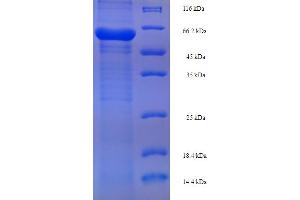 PLY1 (AA 22-354) protein (His-SUMO Tag)