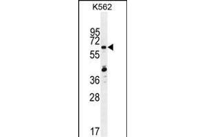 ZN Antibody (N-term) (ABIN655242 and ABIN2844845) western blot analysis in K562 cell line lysates (35 μg/lane). (ZNF619 anticorps  (N-Term))