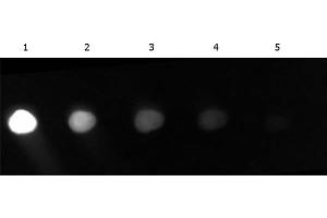 Dot Blot of Fluorescein conjugated Goat anti-GFP.