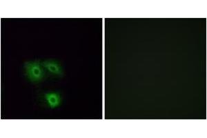 Immunofluorescence analysis of A549 cells, using OR5H1 Antibody. (OR5H1 anticorps  (AA 262-311))