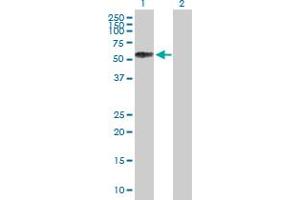 Western Blot analysis of SELL expression in transfected 293T cell line by SELL MaxPab polyclonal antibody. (L-Selectin anticorps  (AA 1-372))