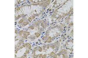 Immunohistochemistry of paraffin-embedded human stomach using VIP antibody (ABIN6292338) (40x lens).