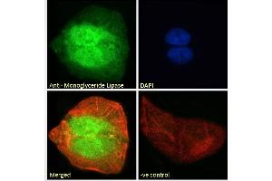 ABIN334436 Immunofluorescence analysis of paraformaldehyde fixed U2OS cells, permeabilized with 0. (MGLL anticorps  (Internal Region))
