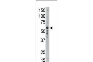 Antibody is used in Western blot to detect Siglec9 in mouse liver tissue lysate.