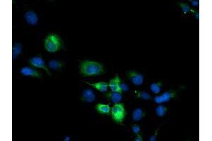 Anti-CYP2B6 mouse monoclonal antibody (ABIN2455580) immunofluorescent staining of COS7 cells transiently transfected by pCMV6-ENTRY CYP2B6 (RC217236).