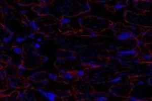 Immunofluorescent analysis of paraformaldehyde-fixed human placenta using GNE (ABIN7074056) at dilution of 1: 600 (GNE anticorps)
