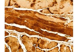 ABIN6262991 and ABIN6273004 at 1/100 staining Mouse skin tissue by IHC-P. (Leiomodin 1 anticorps  (C-Term))